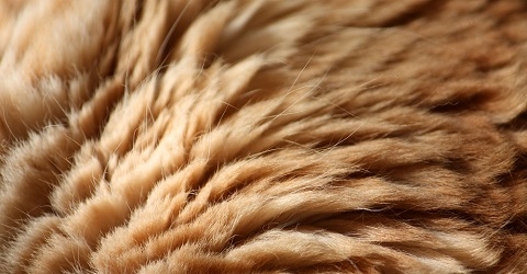 Что теплее: мех или шерсть? Детальное сравнение и неожиданный третий игрок